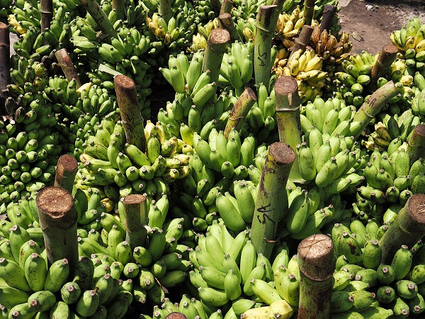 Bananenstauden