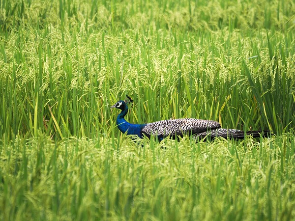 Pfau im Reisfeld