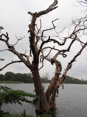 Baum