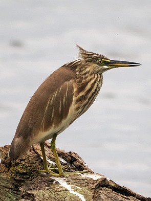 Pond Heron