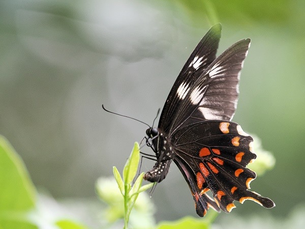 Schmetterling