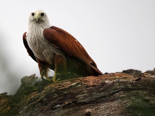 Seeadler