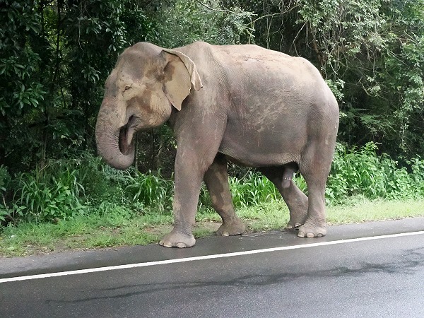 Elefant