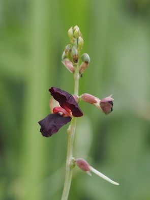 Blüte