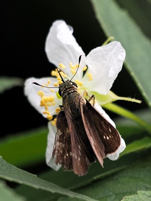 Blüte mit Insekt