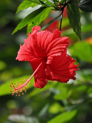 Hibiskusblüte