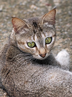 Katze