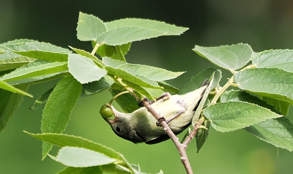 Besucher im Garten