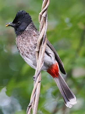 Bulbul