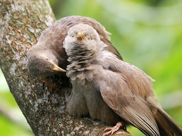 Gelbschnabel Häherlinge
