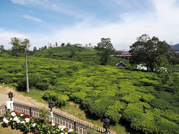 Teefelder vor der Haustür