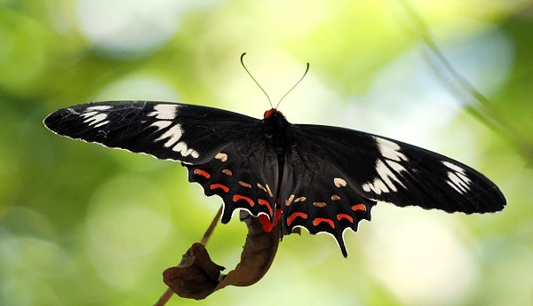 Schmetterling
