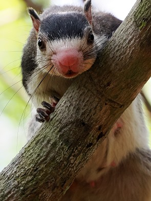 Hörnchen