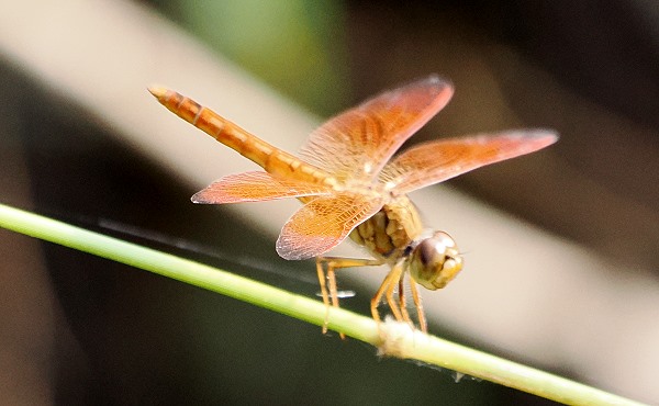 Libelle
