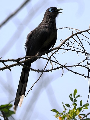 Blauringkuckuck