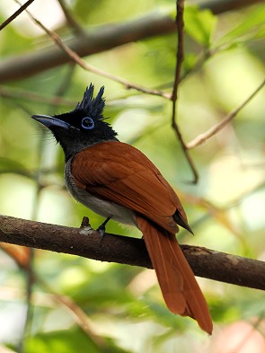 Flycatcher