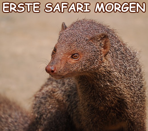 Manguste