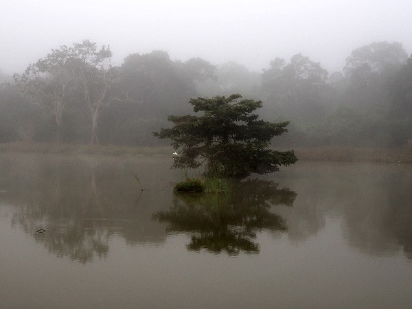 Nebel