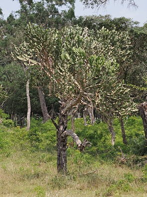 Euporbia