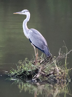 Reiher
