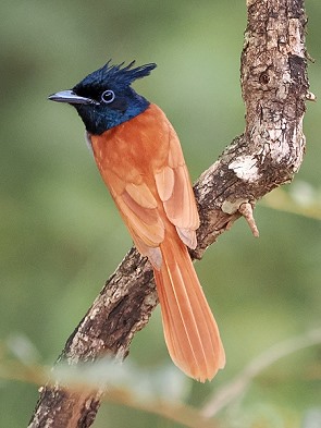 Flycatcher