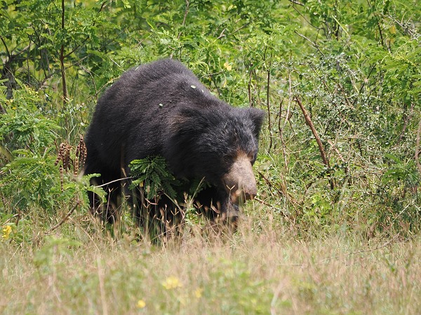 Slotbear