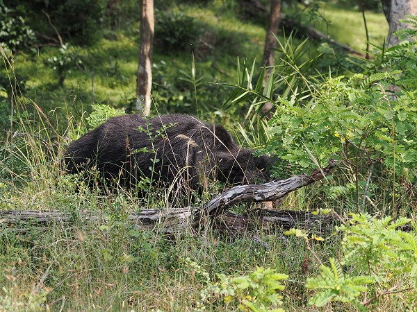 Slotbear