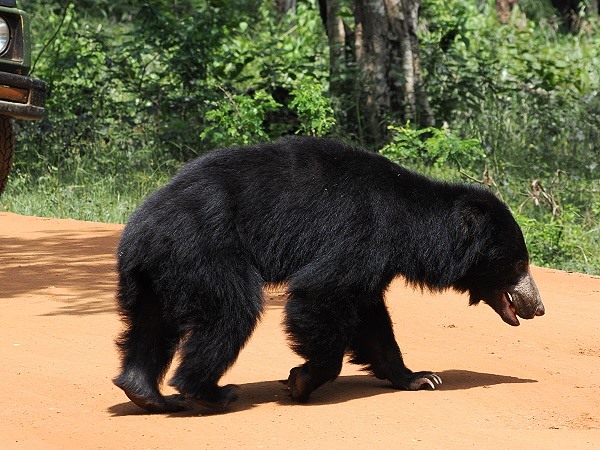 Slotbear