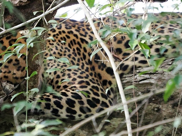 Leopard