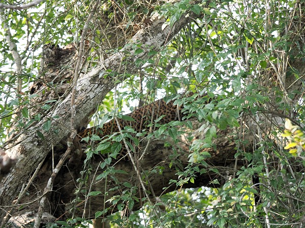 Leopard im Baum