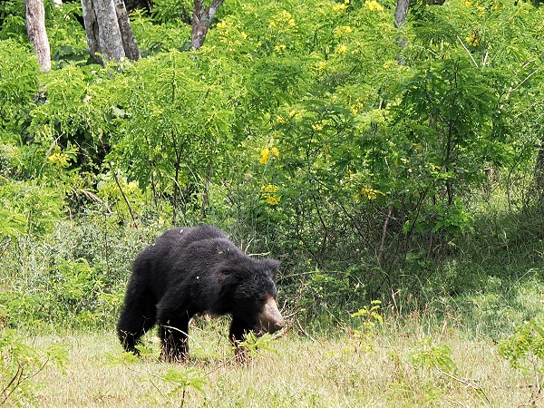 Bär