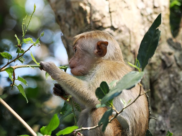 Affe