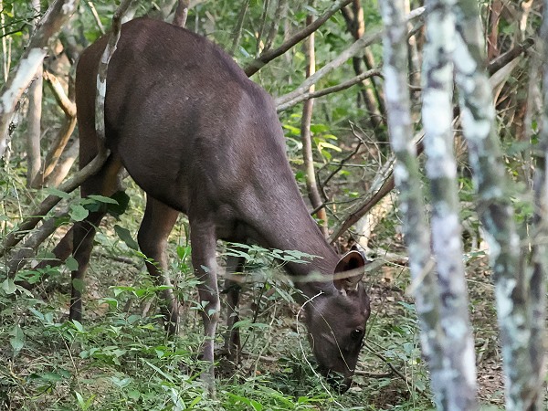 Sambar