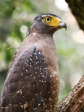 Haubenadler