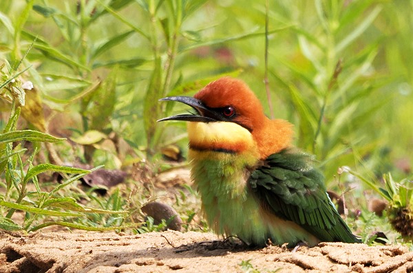 Chestnut Beeeater