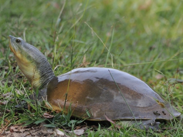 Klappschildkröte