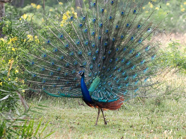 Pfau