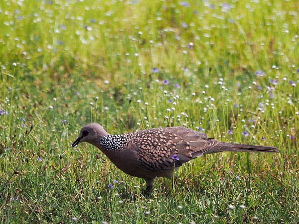 Spotted Dove
