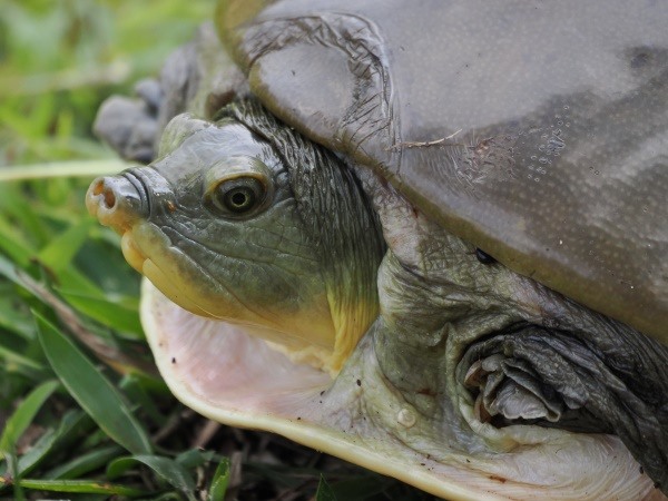 Klappschildkröte