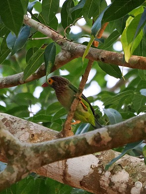 Barbet