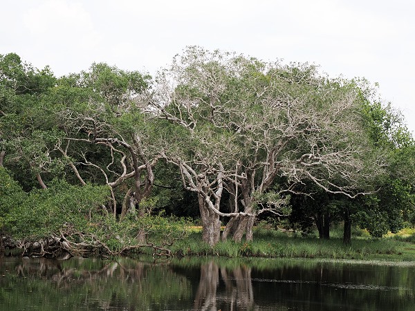 Baum