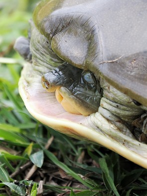 Klappschildkröte