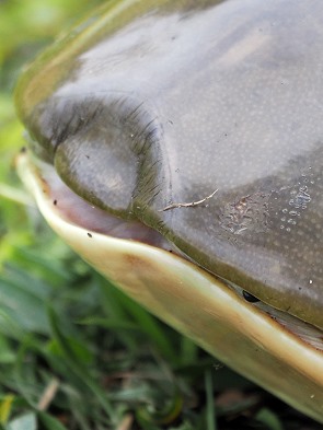 Klappschildkröte