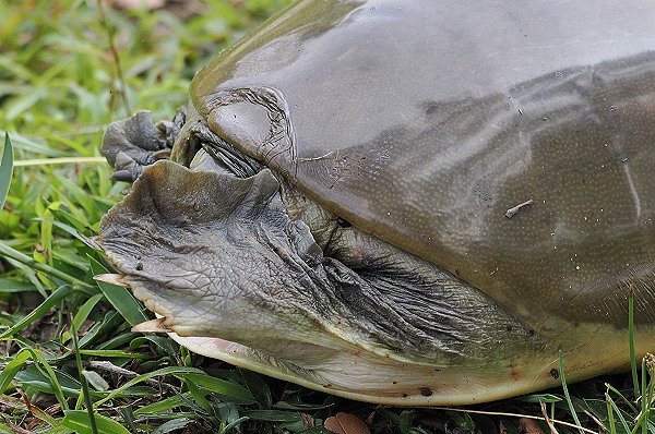 Klappschildkröte