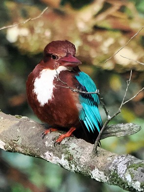 Kingfisher
