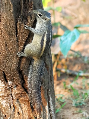 Hörnchen