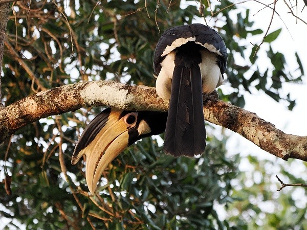 Hornvogel