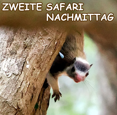 Riesenhörnchen