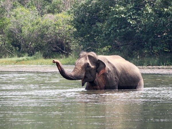 Elefant