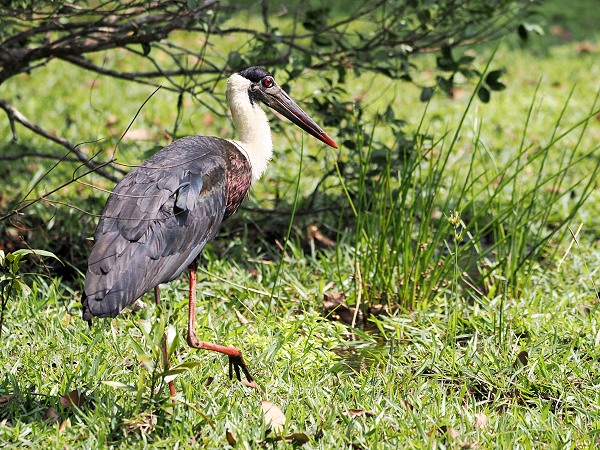 Wollhalsstorch